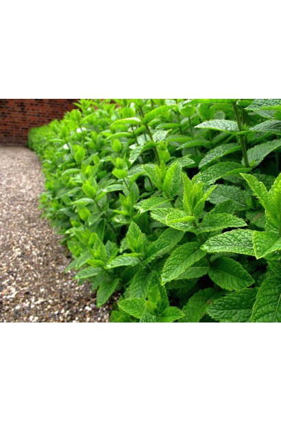 М`ята перцева `Карамельна` — багаторічна ароматна рослина